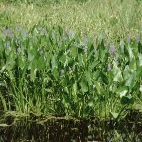 thumbnail for publication: Pontederia cordata Pickerel Weed